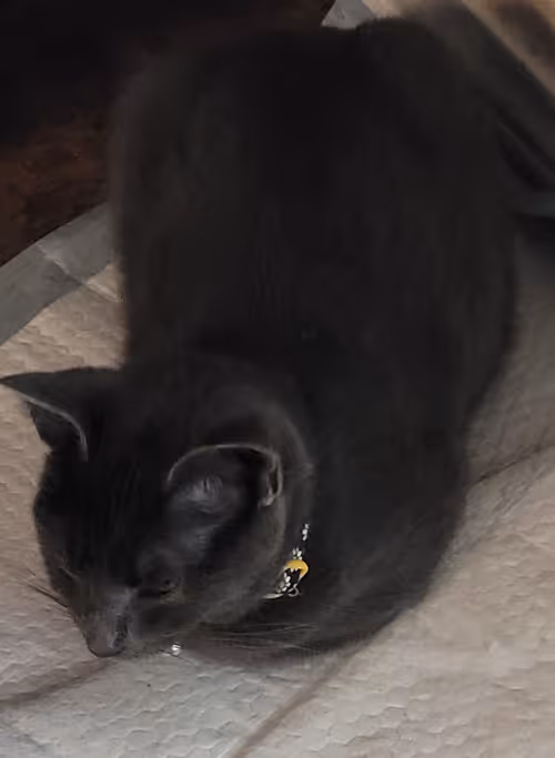 Item #65060042108644582213581044861185257921099202751223028038730296732367749906433 Media