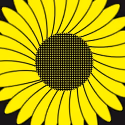 Sunflower black