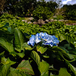 hydrangea