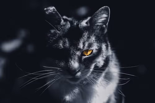 Item #26046832965360609860866363822675472440901155191145999038932145115336124923905 Media