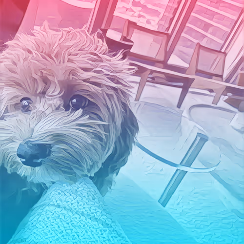 Metaversemaltipoo