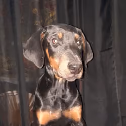 lil puppy 