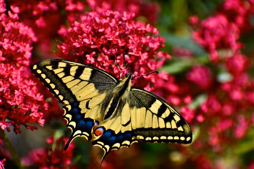 Item #90242850713282573943473333333408540290237184150123135597774242559475759185921 Media