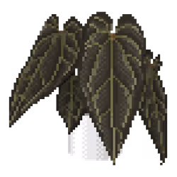 Anthurium Ace of Spades