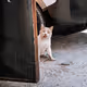 Ava Sol's Cat