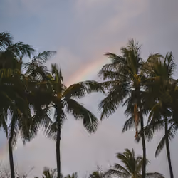 Hawaii #41