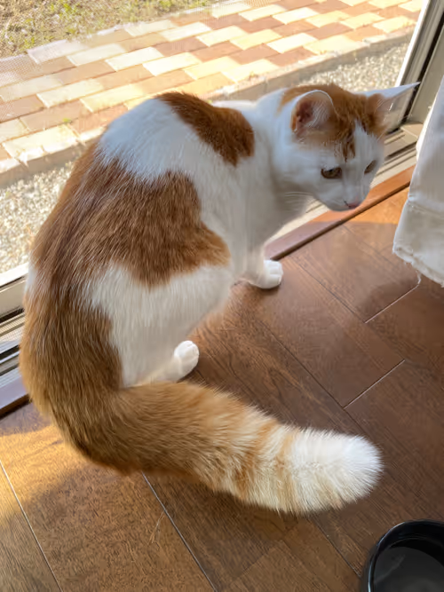 Item #57432309319676179700798702069366385585354272226932054472084541826486172123137 Media