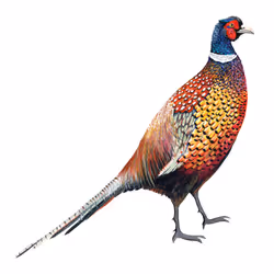 Pheasant