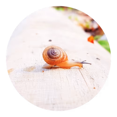 Item #73474911565276893363269127585336255498112534630235322163062143182105288376321 Media