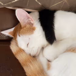 57432309319676179700798702069366385585354272226932054472084541875964195373057