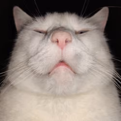 Edgar B. Cat #5
