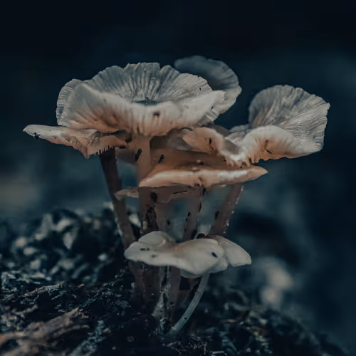 Theshrooms