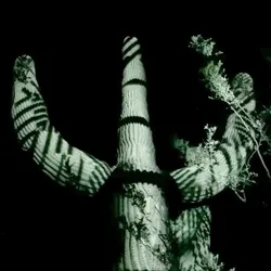 Saguaro Cactus - Arizona