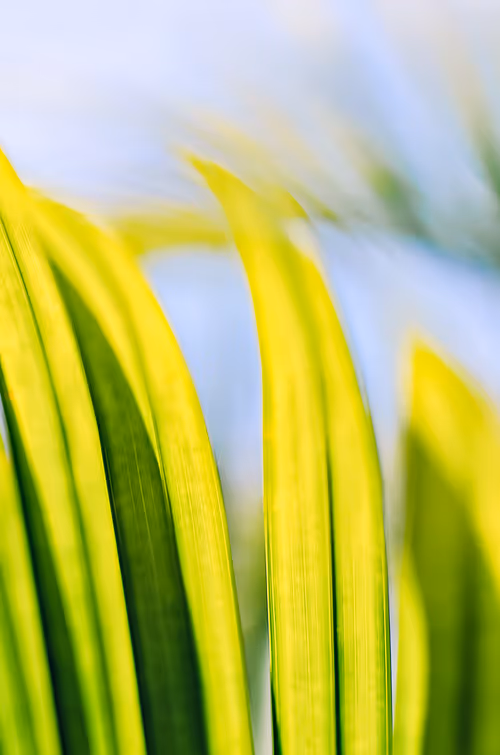 Item #1206771578243913227574290213348550371494205977690928803022143630256698818585 Media