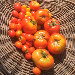 Tomatoes