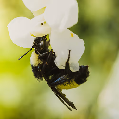 105090597216655980557633683149084672751347825439893935605656297999029631975425