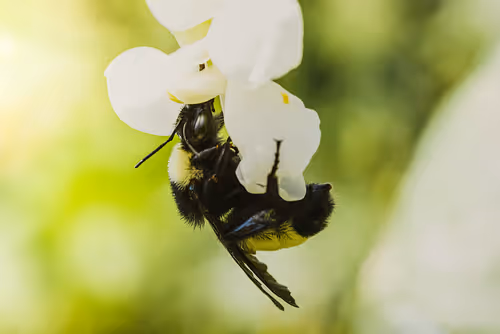 Item #105090597216655980557633683149084672751347825439893935605656297999029631975425 Media