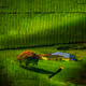 NATURE BEYOND SOLITUDE(Minted on polygon)