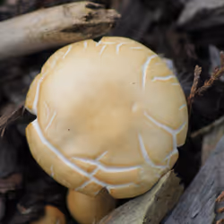 51124555051901614330264480006545612592022390906904121289505624529423376056321