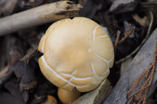 Item #51124555051901614330264480006545612592022390906904121289505624529423376056321 Media