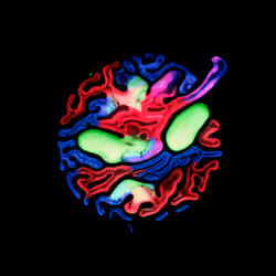 Haematopoiesis #142