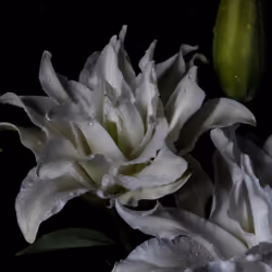 Viridis Deliciae