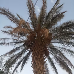palm tree