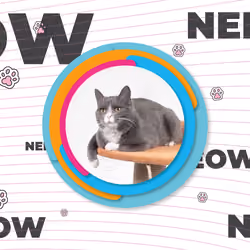 A cat named Meow, the head of the house