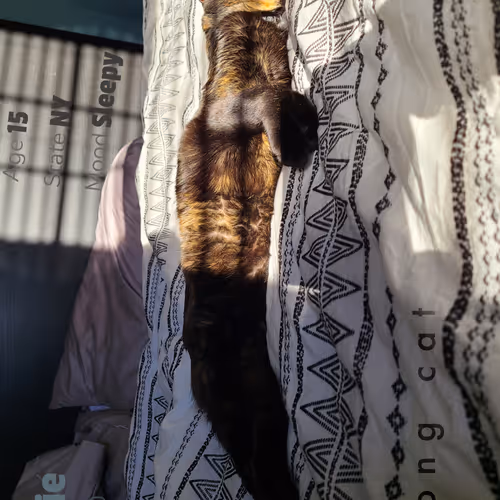 Angie The Cat