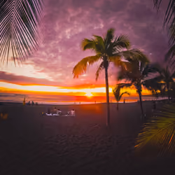 A Palm Tree's Tale #24