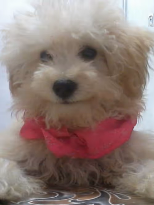 Item #38294731275621698907990765635072147993936854970864474365172674710566672007169 Media