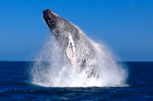 Item #61113597711829508019705348607354266595254896620371709928421355940709914378241 Media