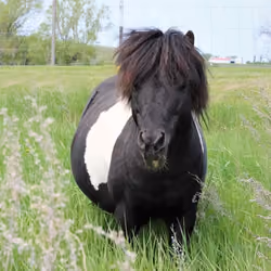 can't see if I'm a horse or cow?