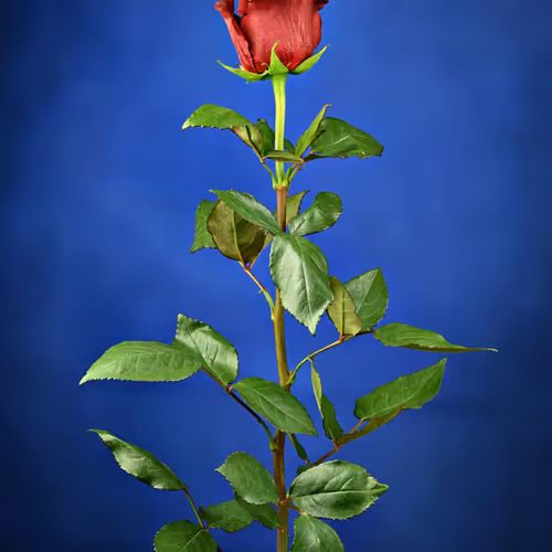 Luminous Blue Rose.