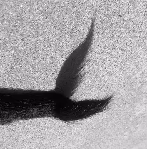 Item #56431751608181922231259635946092067407977788553703326303680802298656106479617 Media