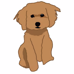 Holly the Maltipoo 01