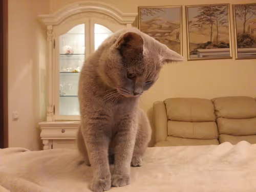 Item #100516814323253883263988332021777234412413008182040401393658401382294794272769 Media