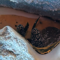 80965803268169370603932631570667161375508893671094224909166964144704621379585