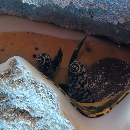 80965803268169370603932631570667161375508893671094224909166964144704621379585