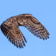 Burrowing Owls