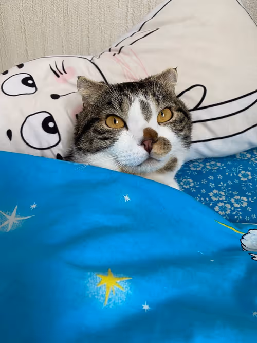 Item #51714780314179032241787952776522636894904578774096726712782613633953718861825 Media