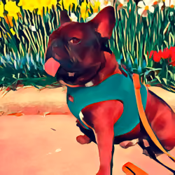 Tikkity Boo likes to smell the flowers #2