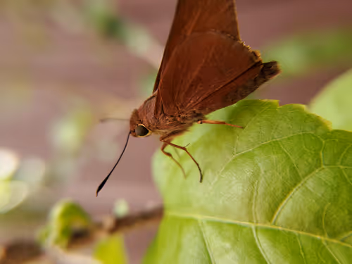 Item #76397996322871269923663397767549197527833354347581050584079304994212273979393 Media