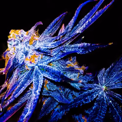 rikithedragon // peanut butter breath