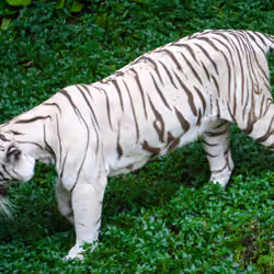 photo #3 Tiger