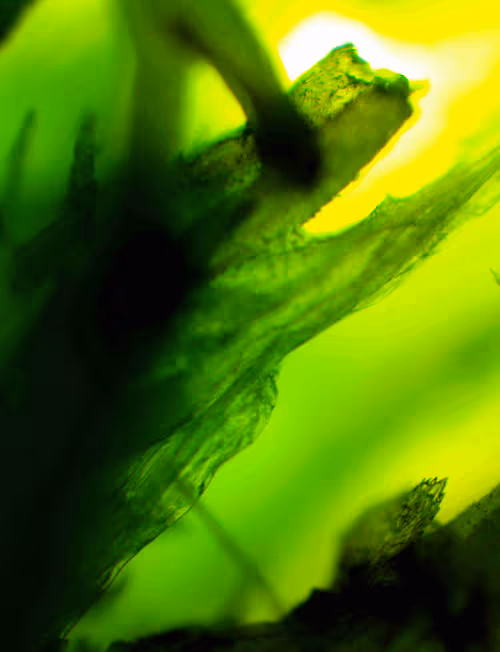 Item #71646257518770613568983710813551014237803002136866425209291833696440587124737 Media