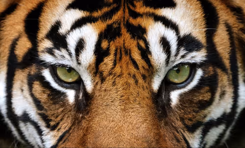 Item #87832029613577301948440201724316869266320892884719152945259080241184612810753 Media