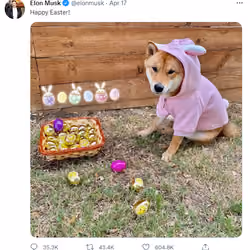 Awwwwwwn Reallly Cute dog ( Rare Dog )