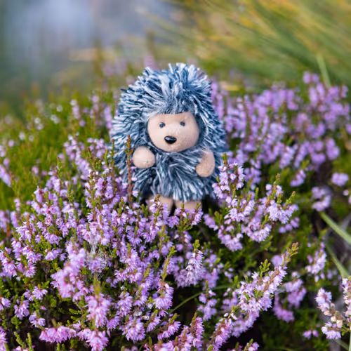 Porcupines Adventures