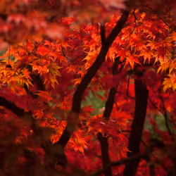 Through the Foliage